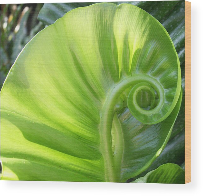 Leaf Wood Print featuring the photograph Curly Leaf by Amy Fose