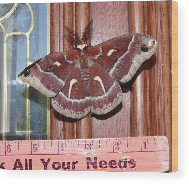 Cecropia Moth Wood Print featuring the photograph DA0008 Cecropia Moth on Sonoma Mountain by Ed Cooper Photography