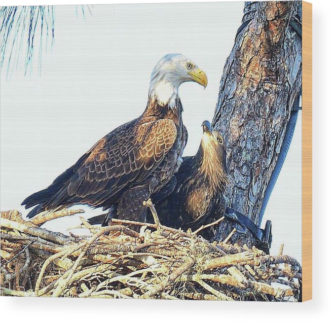 Bald Eagle Wood Print featuring the photograph Dad's Love E9 by Liz Grindstaff