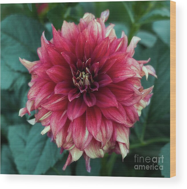 Flower Wood Print featuring the photograph Dahlia 'Dazzling Magic' by Ann Jacobson