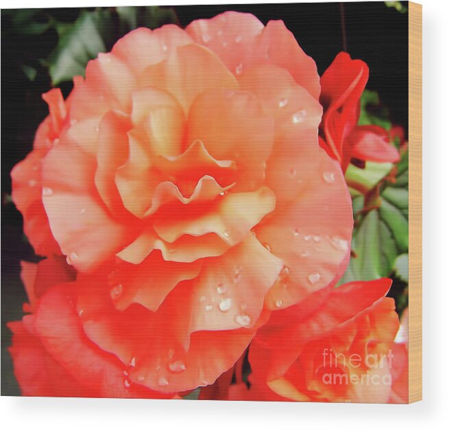 Roses Wood Print featuring the photograph Dew Kissed by D Hackett