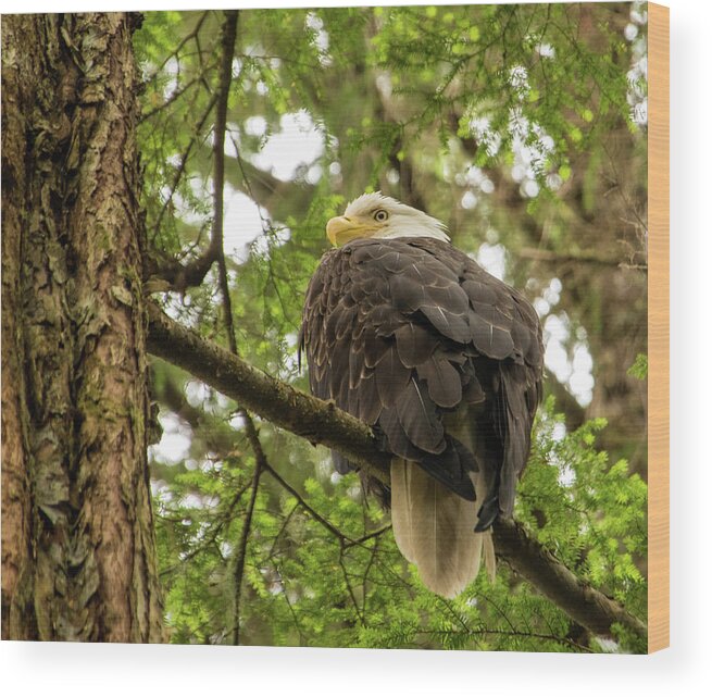 Alaska Wood Print featuring the photograph Eagle in Sitka, Alaska by Roberta Kayne