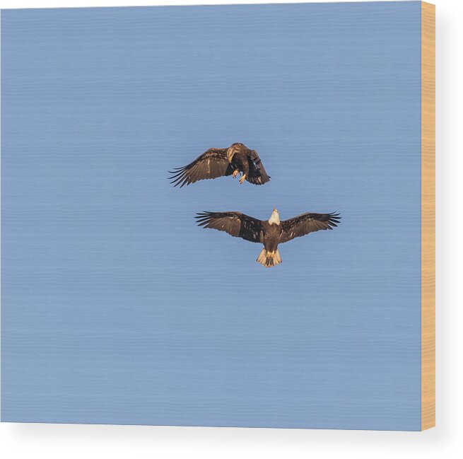 American Bald Eagle Wood Print featuring the photograph Eagles Dancing In Air by Thomas Young