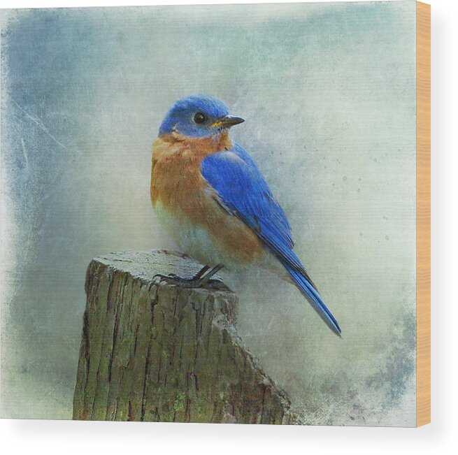Bluebird Wood Print featuring the photograph Eastern Bluebird II by Sandy Keeton