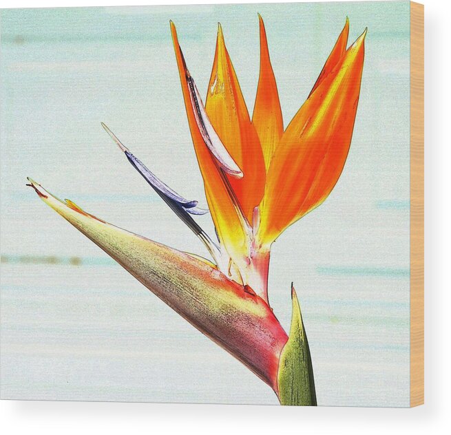 Bird Of Paradise Wood Print featuring the photograph Funky Bird by Pattie Frost
