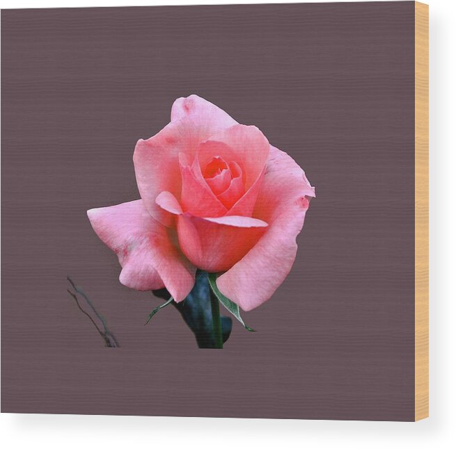 Flower Wood Print featuring the photograph Glorious Pink by Jay Milo