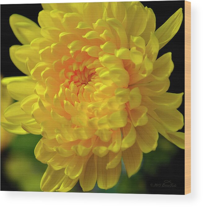 Chrysanthemum Wood Print featuring the photograph Golden Chrysanthemum by Brian Tada