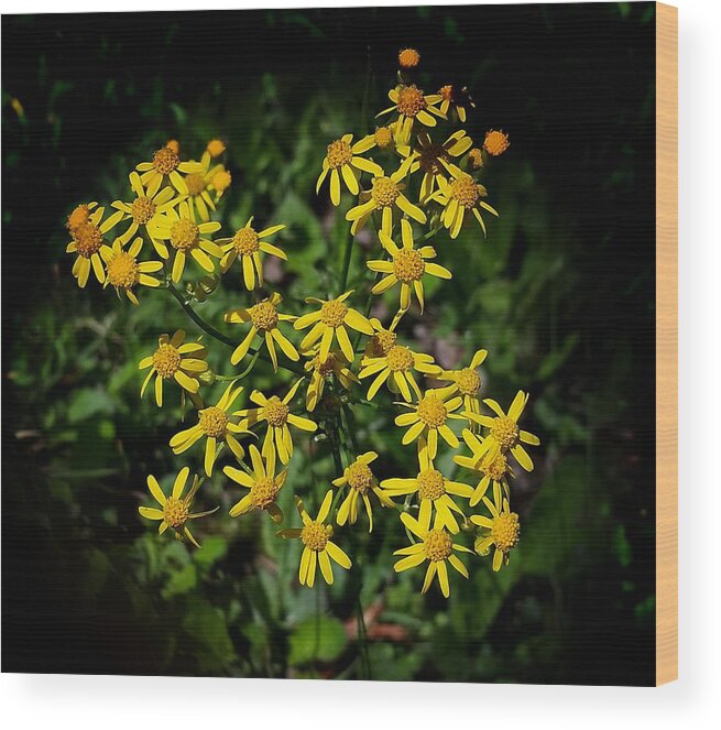 Golden Ragwort Wood Print featuring the photograph Golden Ragwort by Joe Duket