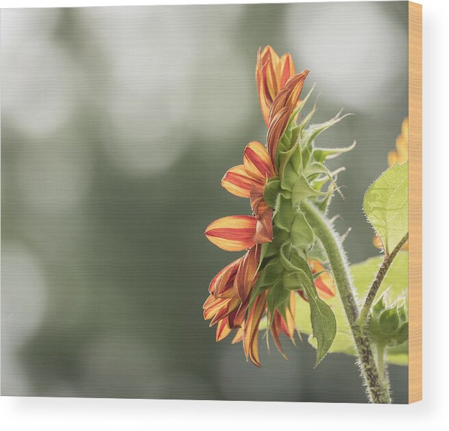 Sunflower Wood Print featuring the photograph Good Morning Sunshine by Thomas Young