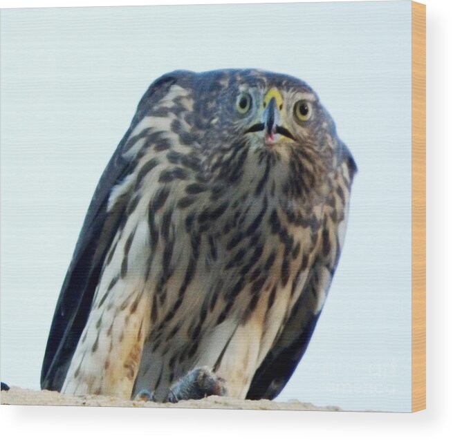 Baby Hawk Wood Print featuring the painting Got My Eyes on You by Jayne Kerr