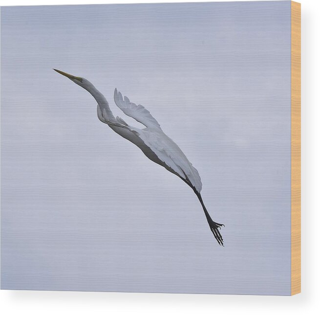 Linda Brody Wood Print featuring the photograph Great Egret Elegance On a Cloudy Day by Linda Brody