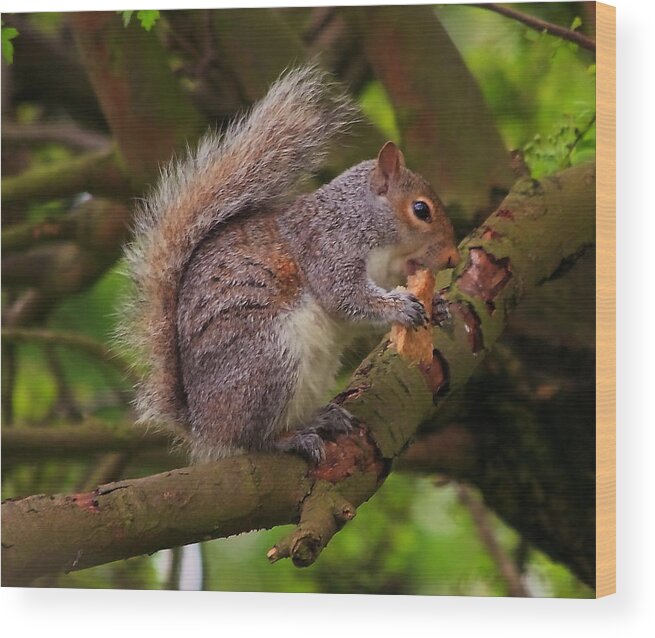 Grey Squirrel Eastern Tree Rodent Tail Bushy North America Great Britain Feeding Animal Nature Wildlife White Fur Wood Print featuring the photograph Grey squirrel by Jeff Townsend
