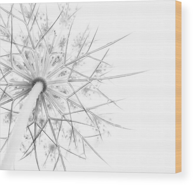 Queen Anne's Lace Wood Print featuring the photograph Summer Snow by Holly Ross
