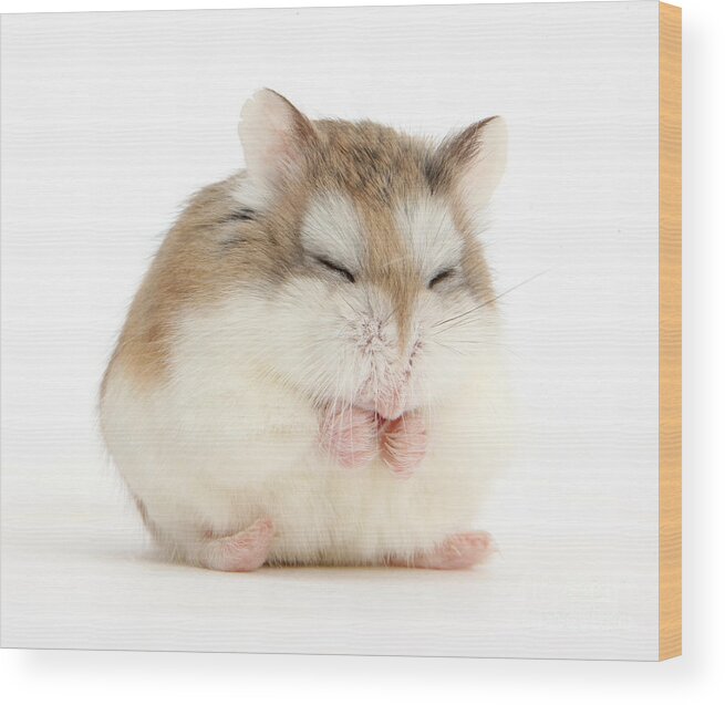Roborovski Hamster Wood Print featuring the photograph Happy Hammy by Warren Photographic