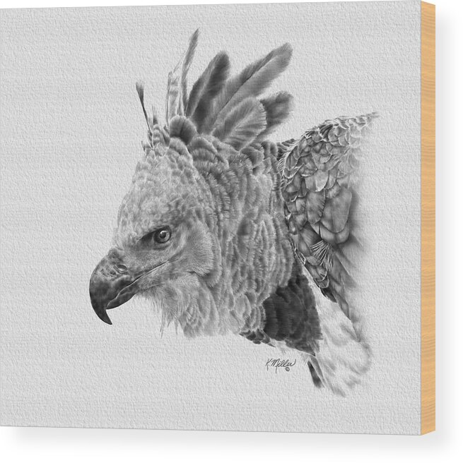 Harpy Eagle Wood Print featuring the drawing Harpy Eagle by Kathie Miller