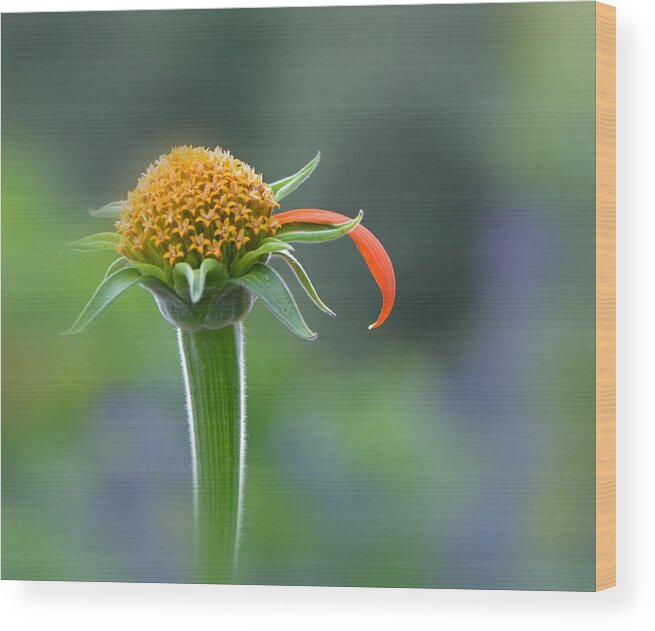 Flower Wood Print featuring the photograph He Loves Me by Carolyn Mickulas