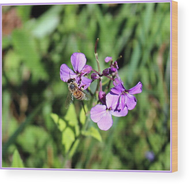 Nature Wood Print featuring the photograph Honey Bee by Mindy Newman