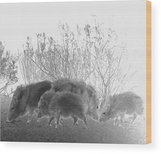 Animals Wood Print featuring the photograph Javelinas in the Desert by Judy Kennedy