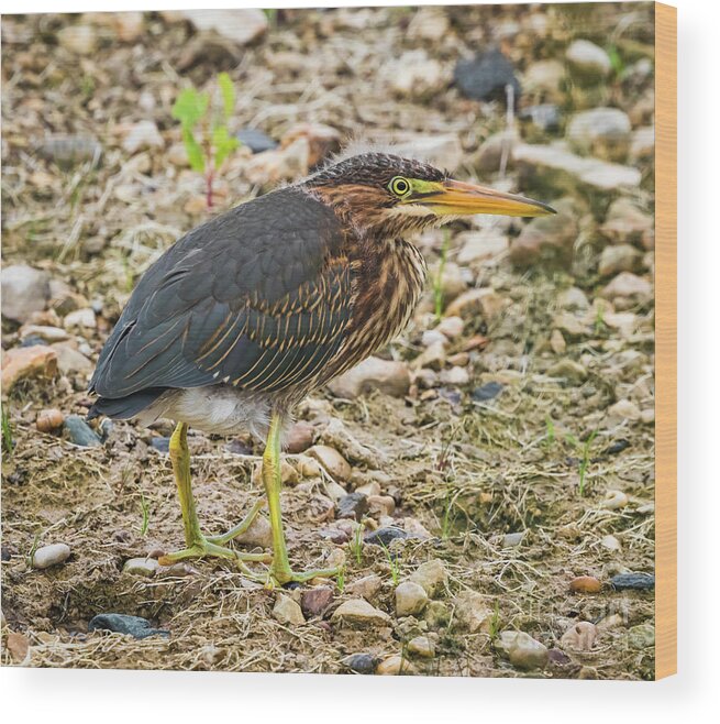 Canon Wood Print featuring the photograph Juvenile Green Heron by Ricky L Jones