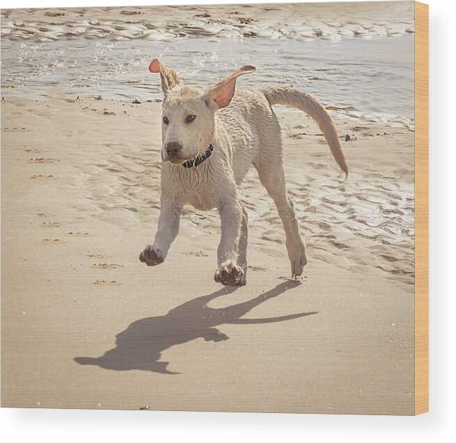 Labrador Jumping Wood Print featuring the photograph Labrador Jumping by Jean Noren