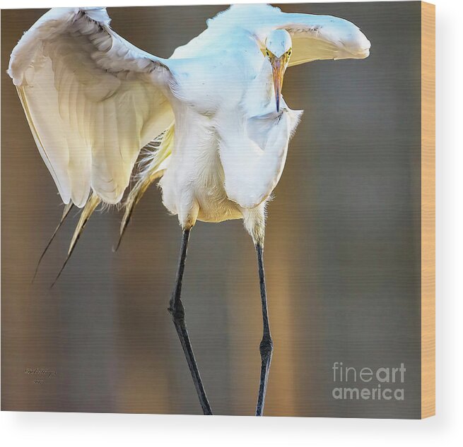 Egrets Wood Print featuring the photograph Legs by DB Hayes