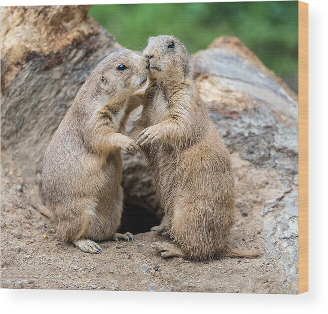 Prairie Dog Wood Print featuring the photograph Let's Fall In Love by William Bitman