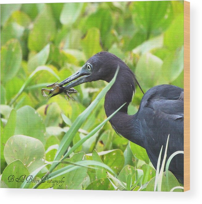 Little Blue Heron Wood Print featuring the photograph Little Blue Heron catches a Frog by Barbara Bowen