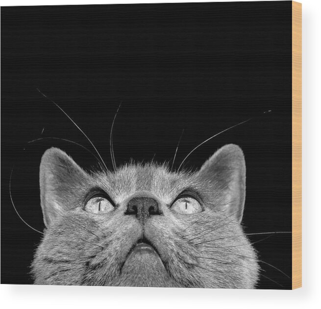 Cat Wood Print featuring the photograph Looking up by Laura Melis
