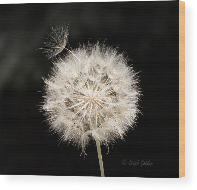 Flower Wood Print featuring the photograph Make a Wish by Steph Gabler