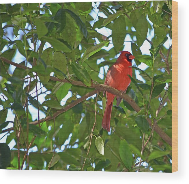 Cardinal Wood Print featuring the photograph Male Cardinal by Aimee L Maher ALM GALLERY