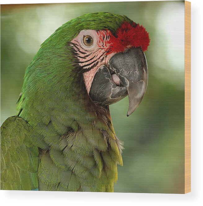 Nature Wood Print featuring the photograph Military Macaw by Sheila Brown