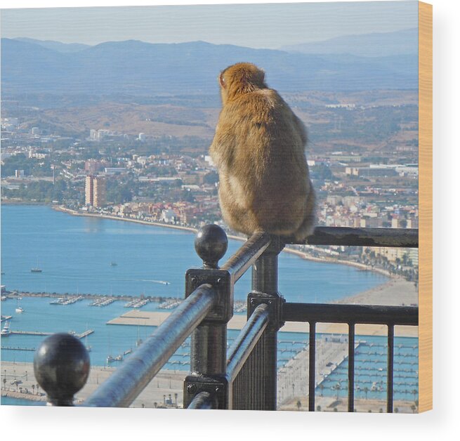 Europe Wood Print featuring the photograph Monkey Overlooking Spain by Heather Coen