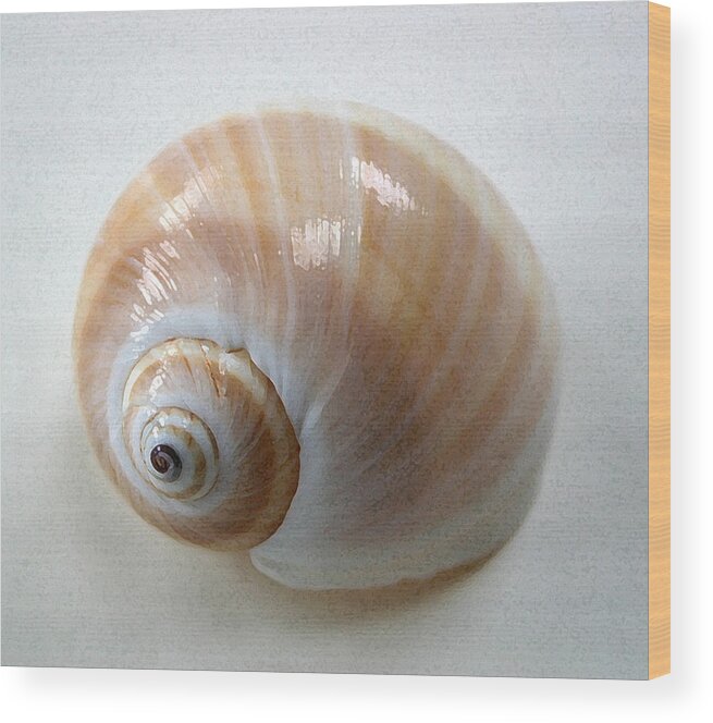 Shell Wood Print featuring the photograph Moonsnail by Mary Haber