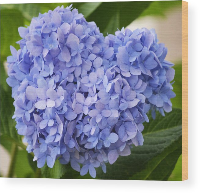 Hydrangea Wood Print featuring the photograph My Blue Heart by Melanie Moraga