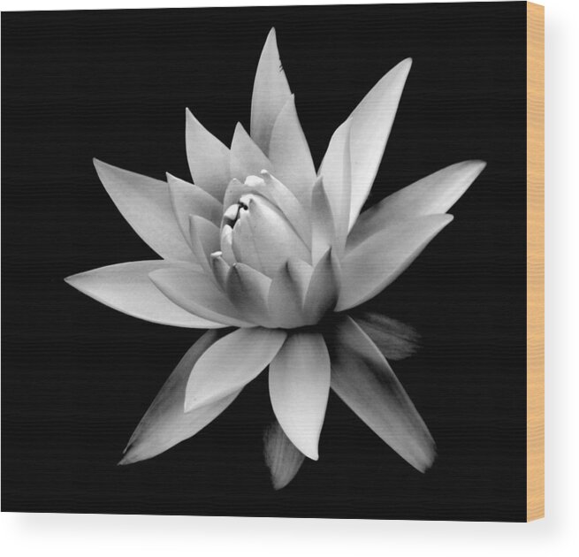 Flower Wood Print featuring the photograph Nymphaea by Nathan Abbott