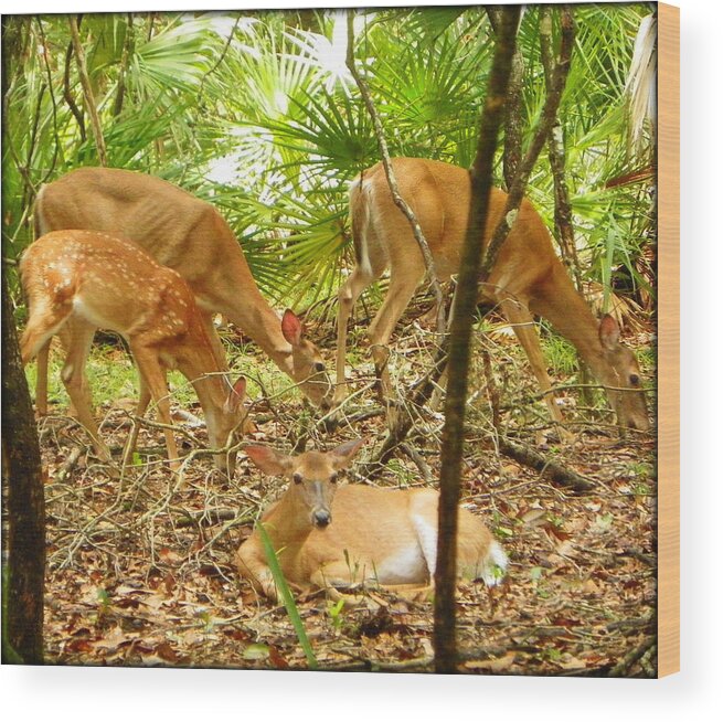 Whitetail Wood Print featuring the photograph Oh Deer Four by Sheri McLeroy