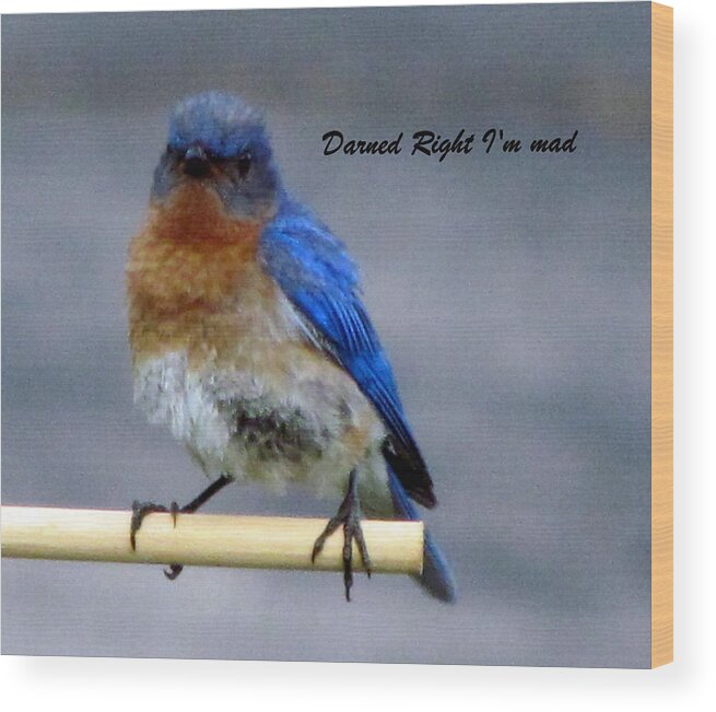 Mad Blue Bird Wood Print featuring the photograph Our Own Mad Blue Bird by Betty Pieper