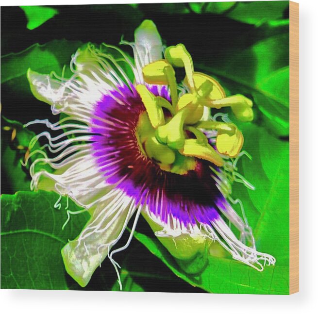 Passion Flower 3 Uplift Purple Radiating Wood Print featuring the photograph Passion Flower 3 Uplift by Joalene Young