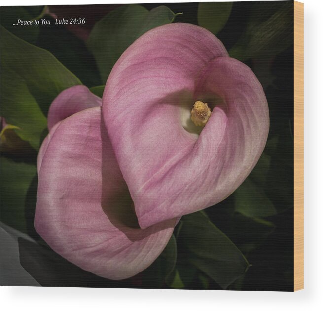 Calla Lily Wood Print featuring the photograph Peace to You by Kathleen Scanlan