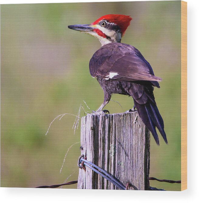 Wildlife Wood Print featuring the photograph Pileated Woodpecker by Roberta Kayne
