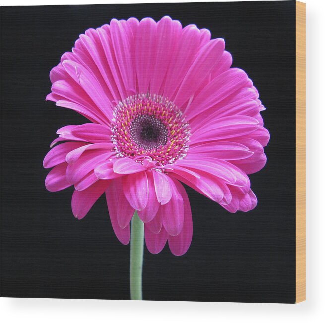 Flower Wood Print featuring the photograph Pink on Black by Patricia Januszkiewicz