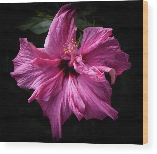 Botanical Wood Print featuring the photograph Prettiest in Pink by Venetia Featherstone-Witty