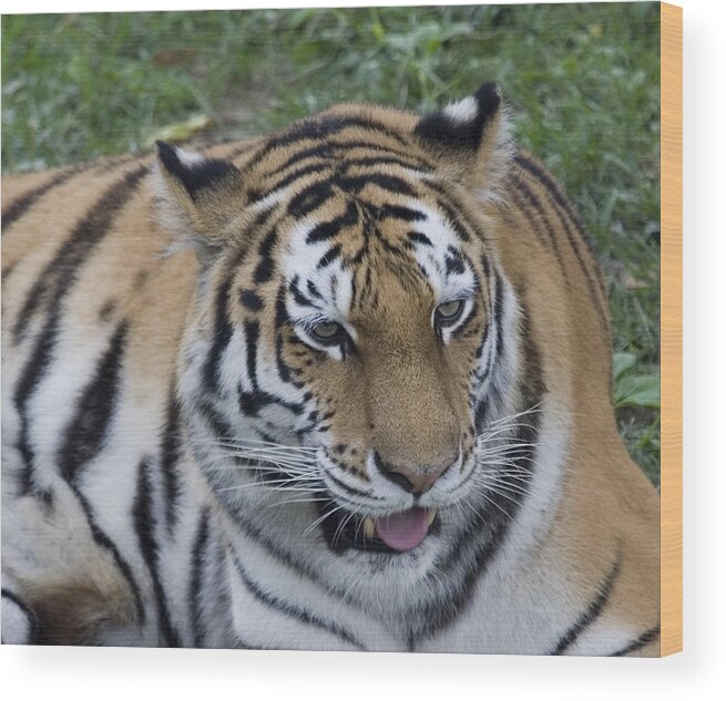 Tiger Wood Print featuring the photograph Pretty Kitty by Deborah Molitoris