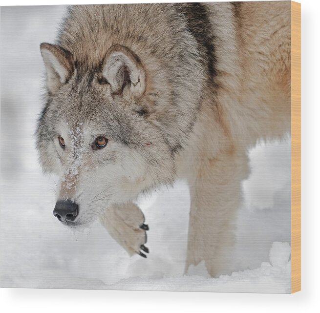 Wolf Wood Print featuring the photograph Prowling Wolf by Scott Read