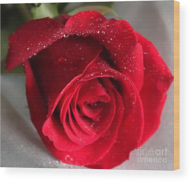 Raindrops On Roses Wood Print featuring the painting Raindrops on Roses by Rita Brown