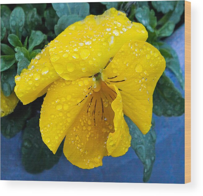 Floral Wood Print featuring the photograph Raindrops on Yellow Pansy by E Faithe Lester