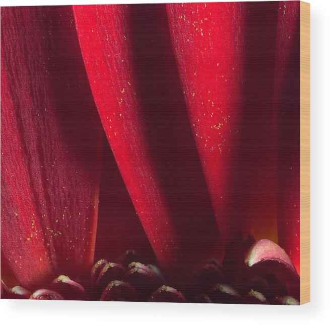 Red Chrysanthemum Wood Print featuring the photograph Golden Pollen Red Chrysanthemum by John Williams