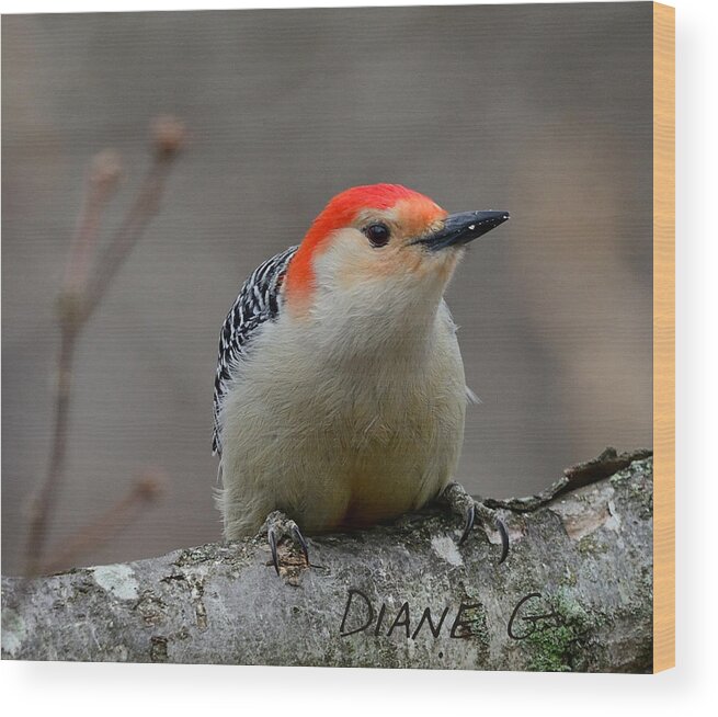 Red-bellied Woodpecker Wood Print featuring the photograph Red-bellied Woodpecker by Diane Giurco
