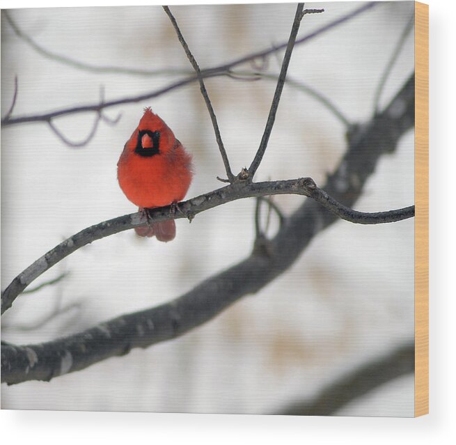 Cardinal Wood Print featuring the photograph Red Cardinal in Snow by Marie Hicks