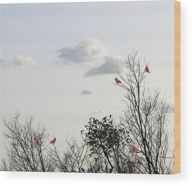 Red Cardinals Wood Print featuring the photograph Red Cardinals by Marianna Mills